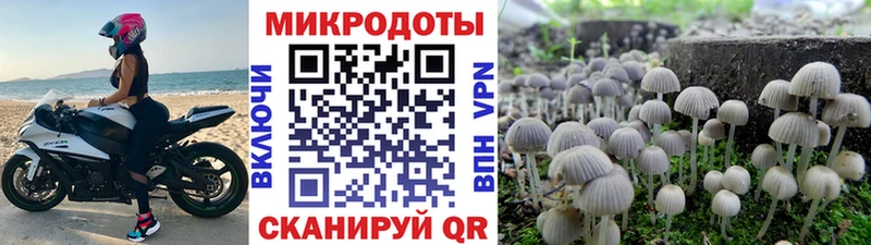 где купить наркотик  Камышин  ссылка на мегу ссылка  Галлюциногенные грибы Psilocybe 